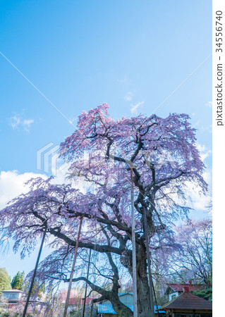 Koedue血統Jizo Zakura Fukushima Koedue血統Jizo Zakura Fukushima 34556740