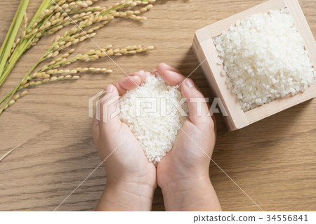 Fresh rice and rice ears and children's hands 34556841
