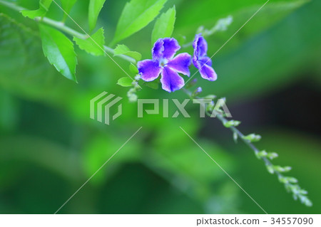 金露花 金露花 34557090