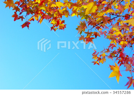 秋葉和Momigiba Fut秋葉 34557286