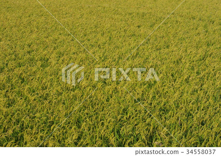 Autumn in the countryside 34558037