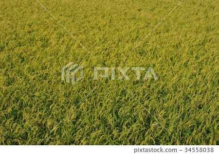 Autumn in the countryside 34558038