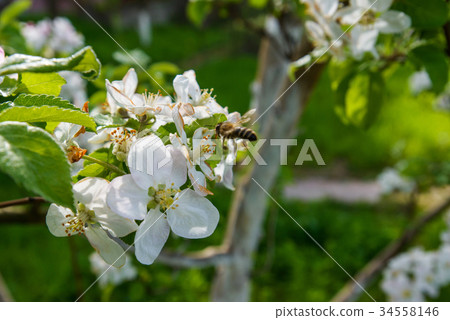 fabulous blossom on the trees in the garden 34558146