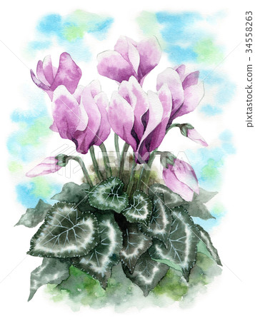 仙客來由水彩畫 34558263