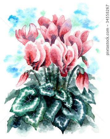 Cyclamen painted by watercolor 34558267