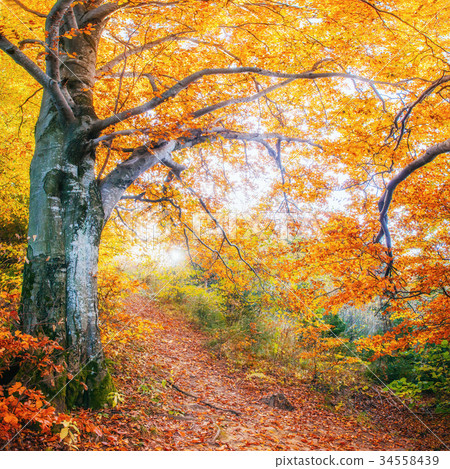 Forest Road in the autumn Forest Road in the autumn 34558439