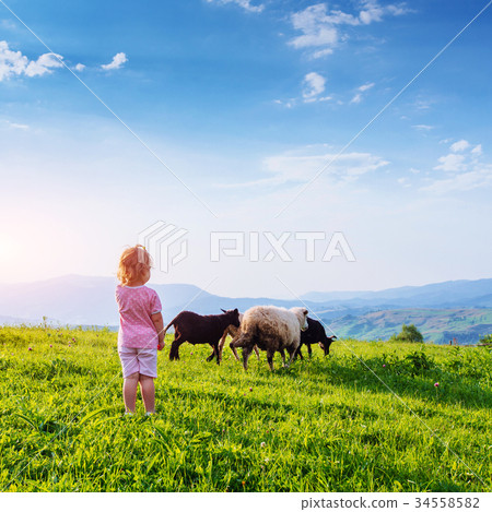 girl on meadow with sheep 34558582