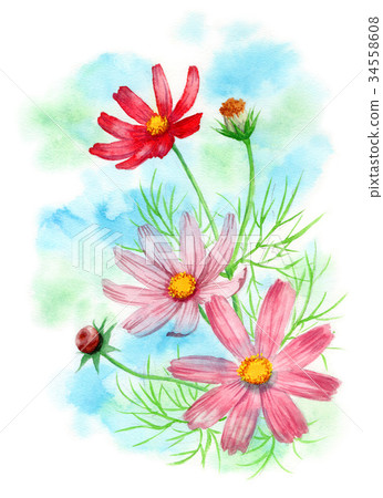 波斯菊畫在水彩 34558608