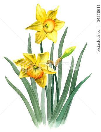 黃色zusei畫水彩 34558611