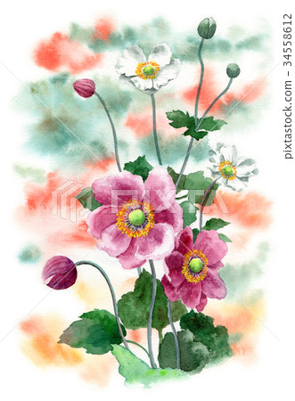 Shuumaigiku painted by watercolor Shuumaigiku painted by watercolor 34558612