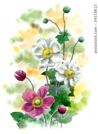 Shuumaigiku畫水彩 34558613