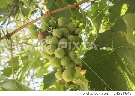 Grapes on the vine Grapes on the vine 34558645