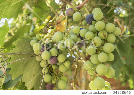 Grapes on the vine Grapes on the vine 34558646