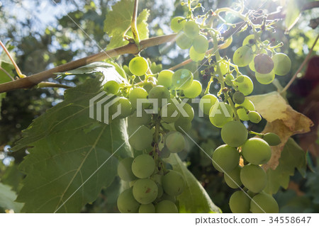 Grapes on the vine Grapes on the vine 34558647