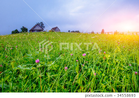 grass field in the mountains  34558693
