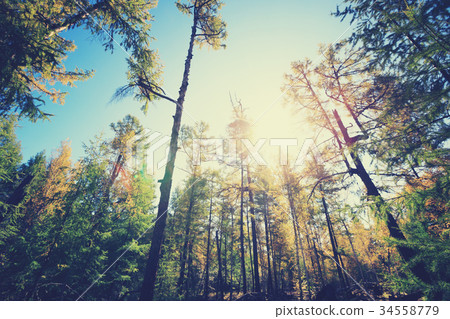 sunrise in the autumn pine trees forest sunrise in the autumn pine trees forest 34558779