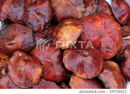 picking fresh mushrooms 34558821