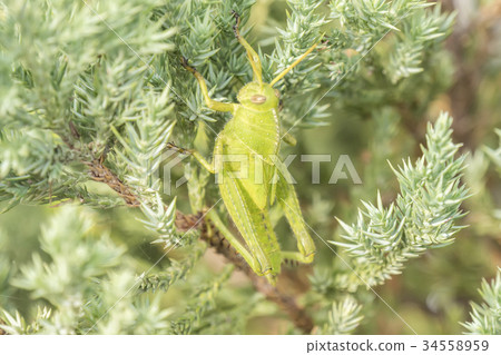 Grasshoppers remaining in a plant, Acrididae 34558959