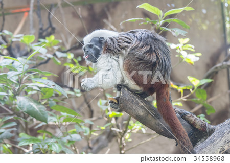 Saguinus Oedipus, Cotton-top tamarin Saguinus Oedipus, Cotton-top tamarin 34558968