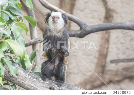 Callithrix geoffroyi, Titi de Geoffroy 34558973