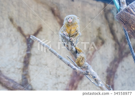 Callithrix pygmaea, Pygmy marmoset 34558977