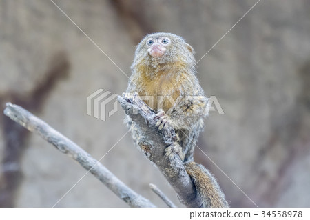 Callithrix pygmaea, Pygmy marmoset 34558978