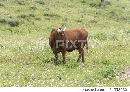 Bull in a flowery meadow 34558980