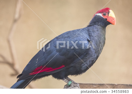 Musophaga violacea, Violet turaco 34558983