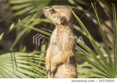 Meerkats to the sun prying, Suricata suricatta Meerkats to the sun prying, Suricata suricatta 34559009
