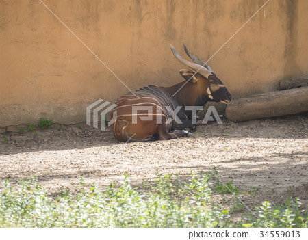 Bongo resting in the shade, Tragelaphus eurycerus Bongo resting in the shade, Tragelaphus eurycerus 34559013