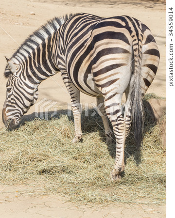 Chapman Zebra eating grass Chapman Zebra eating grass 34559014