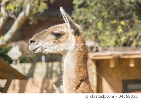Guanaco looking closely at something,Lama Guanicoe 34559016