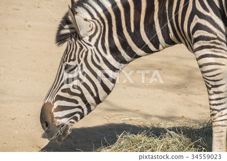 Chapman Zebra , Equus Burchelli Chapmani 34559023