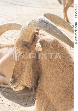 Atlas Muflon resting, Ammotragus lervia Atlas Muflon resting, Ammotragus lervia 34559025