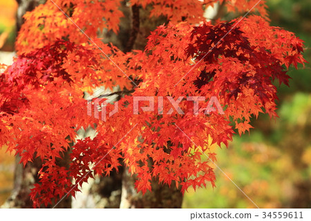秋天的樹葉 34559611