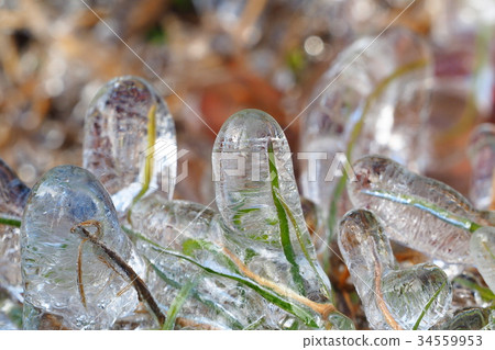 冷凍雜草 34559953