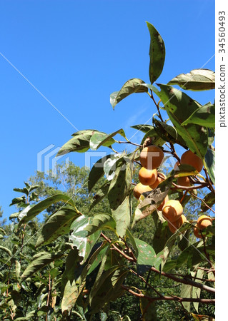 秋天的味道，麻（（豐岡） 34560493