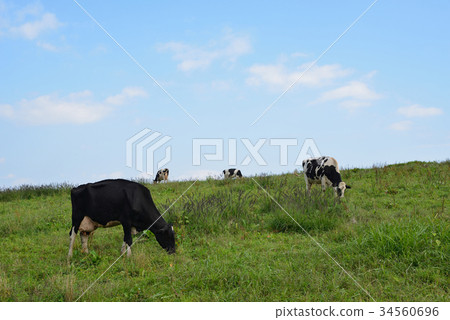 Grazing fresh cow under autumn sky 34560696