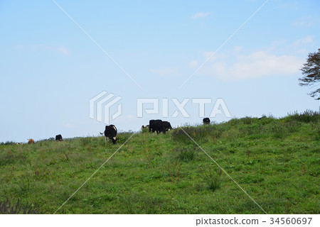 Grazing fresh cow under autumn sky 34560697