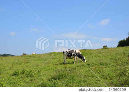 Grazing fresh cow under autumn sky Grazing fresh cow under autumn sky 34560699
