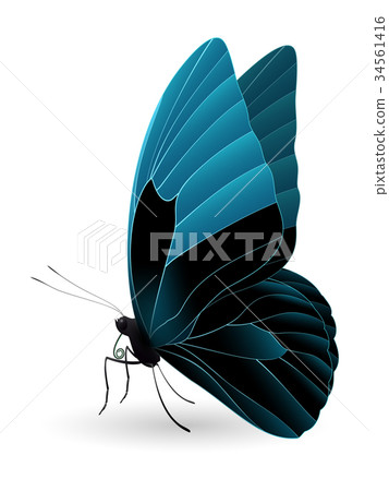 Beautiful butterfly isolated on a white background Beautiful butterfly isolated on a white background 34561416