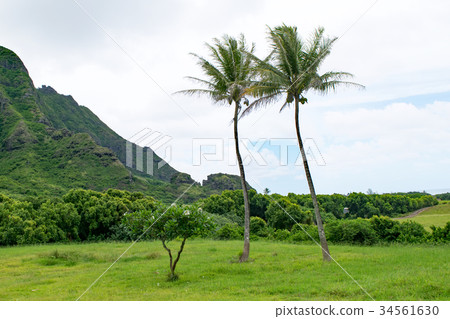 夏威夷瓦胡島古蘭尼牧場 夏威夷瓦胡島古蘭尼牧場 34561630