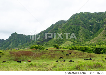 Hawaii Oahu Kualoa Ranch Hawaii Oahu Kualoa Ranch 34561638