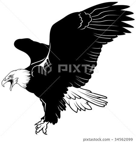 Flying Bald Eagle Flying Bald Eagle 34562099