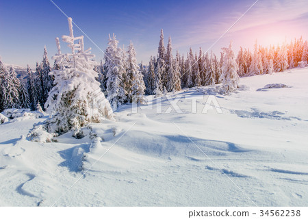 magical winter snow covered tree  34562238