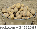potato  34562385
