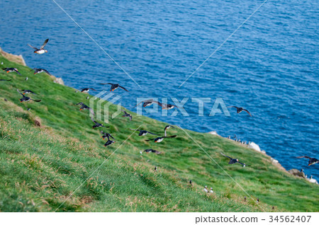 Puffin Portrait isolated in natural environment Puffin Portrait isolated in natural environment 34562407