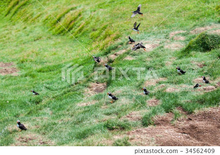 Puffin Portrait isolated in natural environment Puffin Portrait isolated in natural environment 34562409