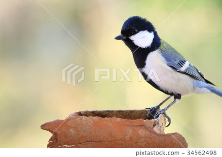 Great tit wild bird Great tit wild bird 34562498