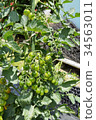  Mini Tomato 34563011